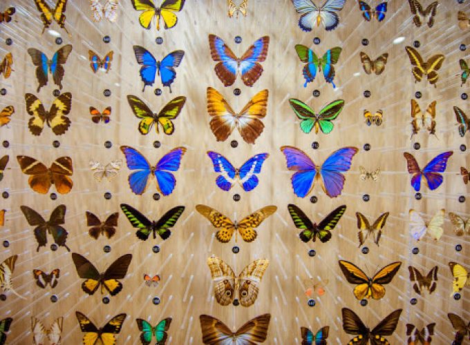 La Maison des Papillons