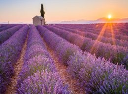 Trip to Valensole Lavender Fields